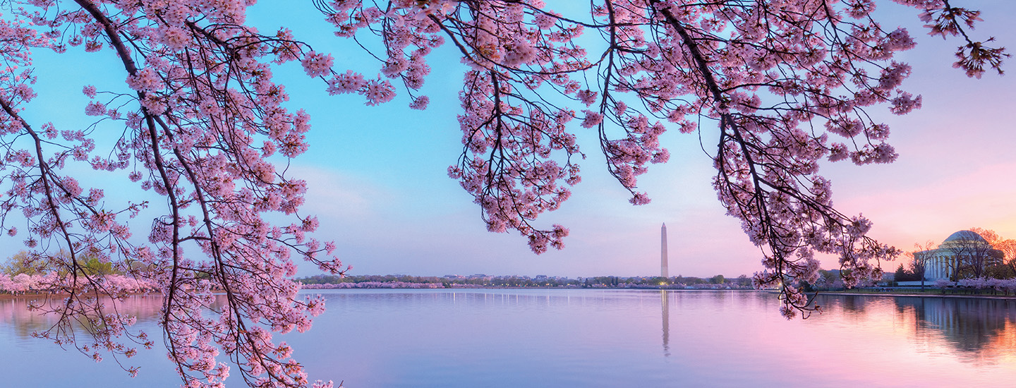 Image of the cherry blossoms in Washington D.C.
