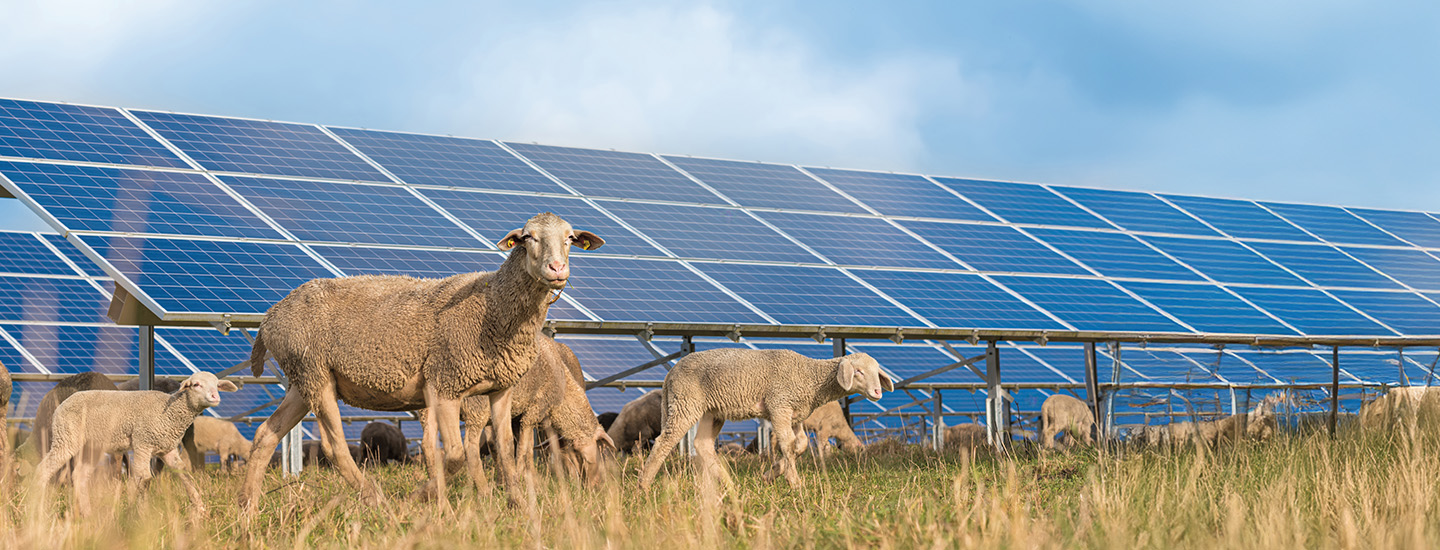 Image a group of sheep next to solar panels in a field