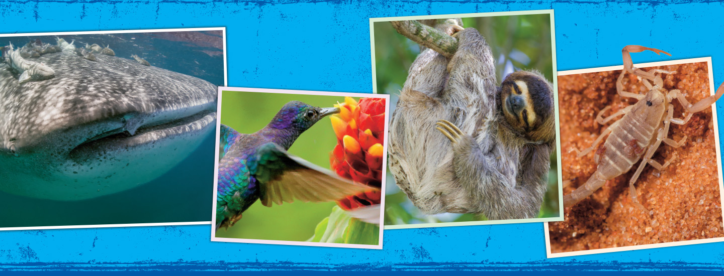 Four image of bugs on larger creatures