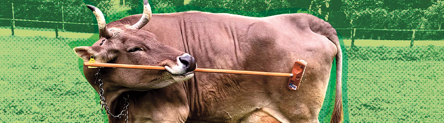 A large horned cow with a measuring rod across its body in a green field